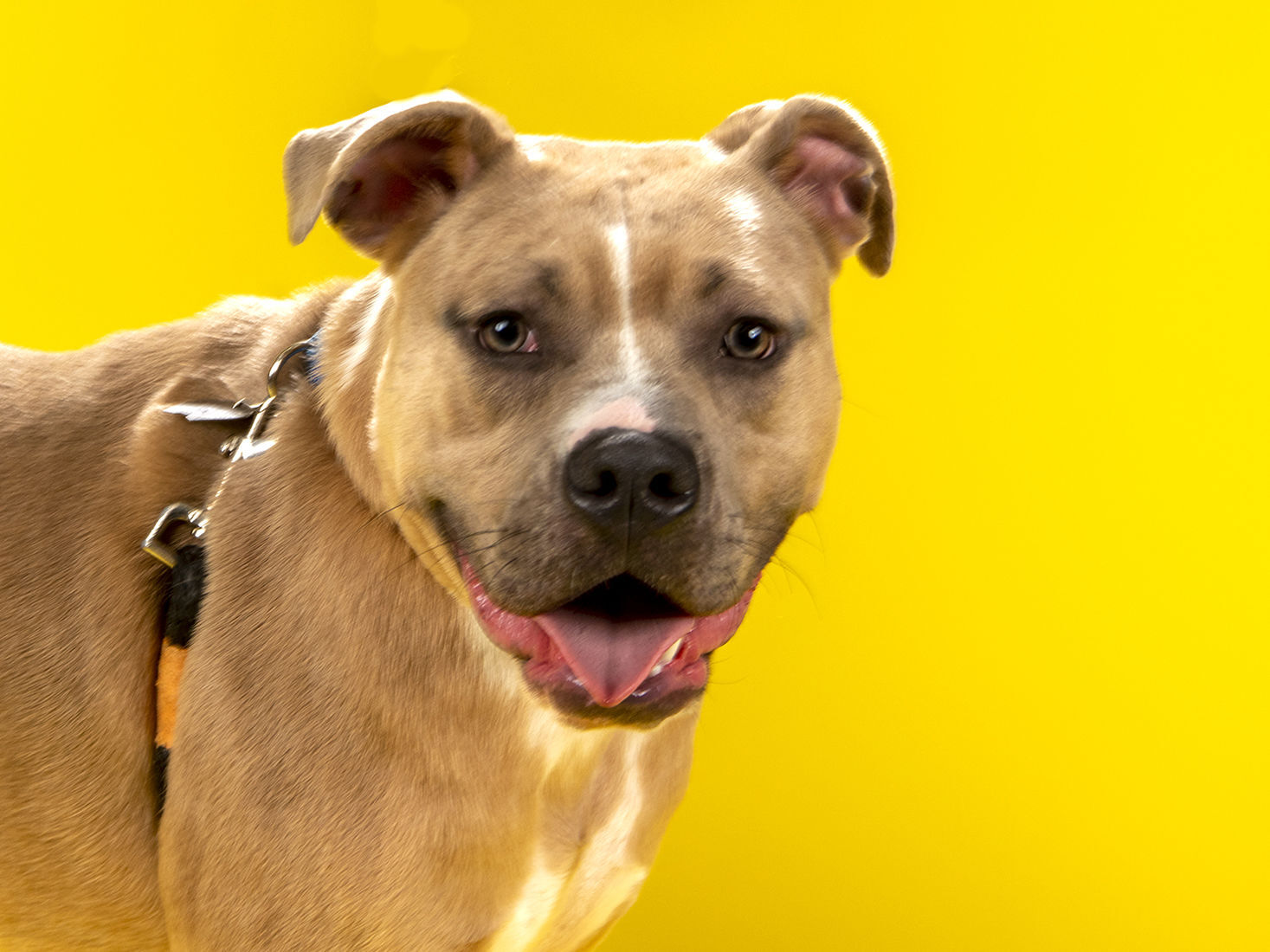 Last week's pet, still available: Buck